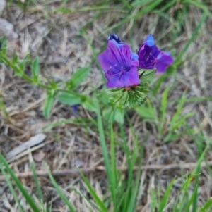Unidentified Plant at suppressed by Mazziah