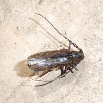 Pachydissus sericus (Longhorn beetle) at Charleys Forest, NSW - 4 Dec 2023 by arjay