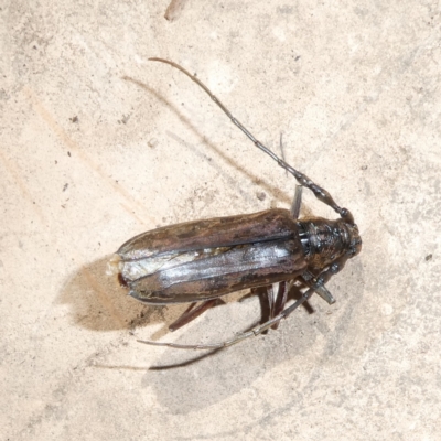 Pachydissus sericus (Longhorn beetle) at Mongarlowe River - 4 Dec 2023 by arjay