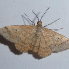 Scopula rubraria (Reddish Wave, Plantain Moth) at Charleys Forest, NSW - 4 Dec 2023 by arjay