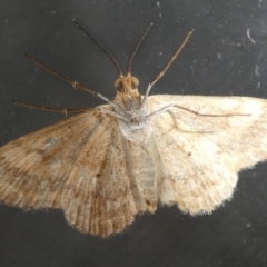 Scopula rubraria at QPRC LGA - 4 Dec 2023