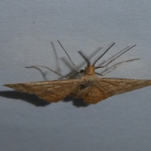 Scopula rubraria at QPRC LGA - suppressed
