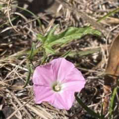 Convolvulus angustissimus subsp. angustissimus (Australian Bindweed) at Bruce, ACT - 5 Dec 2023 by JVR