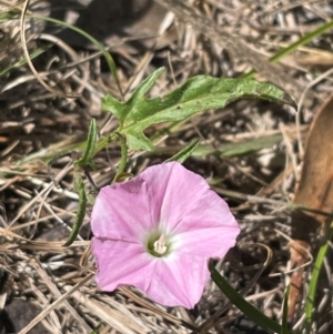 Convolvulus angustissimus subsp. angustissimus at Bruce Ridge to Gossan Hill - 6 Dec 2023