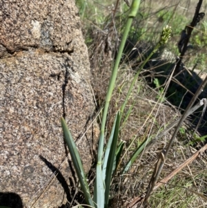 Dianella sp. aff. longifolia (Benambra) at East Jindabyne, NSW - suppressed