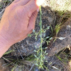 Dianella sp. aff. longifolia (Benambra) at East Jindabyne, NSW - suppressed