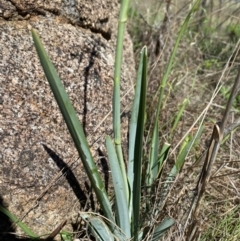 Dianella sp. aff. longifolia (Benambra) at East Jindabyne, NSW - suppressed