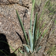 Dianella sp. aff. longifolia (Benambra) at East Jindabyne, NSW - suppressed