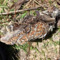 Turnix varius (Painted Buttonquail) at Googong, NSW - 6 Dec 2023 by Wandiyali