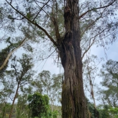 Eucalyptus elata at Bodalla State Forest - 6 Dec 2023