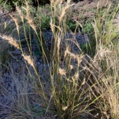 Rytidosperma sp. (Wallaby Grass) at Emu Creek - 5 Dec 2023 by JohnGiacon