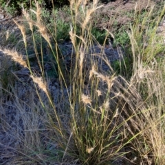 Rytidosperma sp. (Wallaby Grass) at Emu Creek - 6 Dec 2023 by JohnGiacon