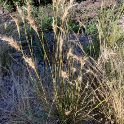 Rytidosperma (genus) (Wallaby Grass) at Emu Creek - 6 Dec 2023 by JohnGiacon