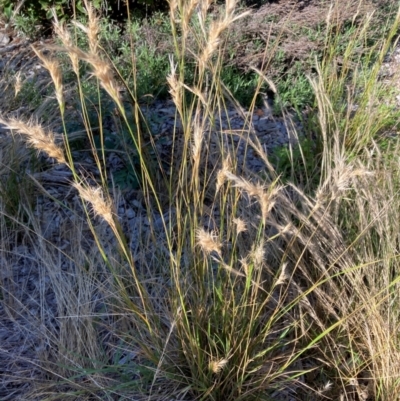 Rytidosperma sp. (Wallaby Grass) at Belconnen, ACT - 5 Dec 2023 by JohnGiacon