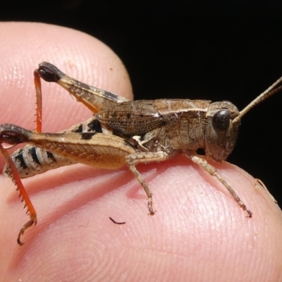Phaulacridium vittatum (Wingless Grasshopper) at Belconnen, ACT - 6 Dec 2023 by JohnGiacon
