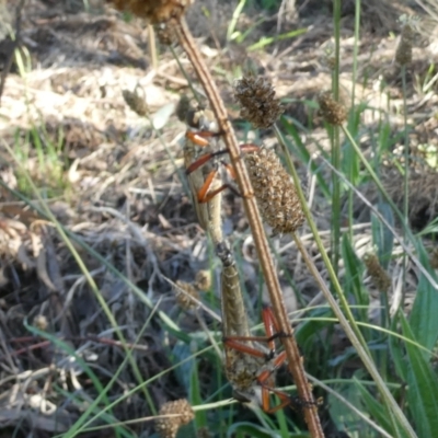 Unidentified Robber fly (Asilidae) at Emu Creek - 5 Dec 2023 by JohnGiacon