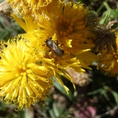 Lasioglossum (Chilalictus) sp. (genus & subgenus) (Halictid bee) at Belconnen, ACT - 5 Dec 2023 by JohnGiacon