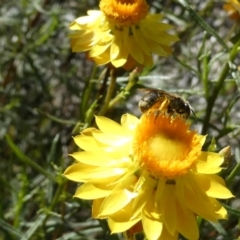 Lasioglossum (Chilalictus) sp. (genus & subgenus) at Emu Creek Belconnen (ECB) - 6 Dec 2023