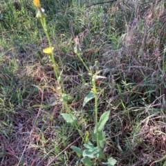 Sonchus oleraceus (Annual Sowthistle) at Flea Bog Flat to Emu Creek Corridor - 5 Dec 2023 by JohnGiacon