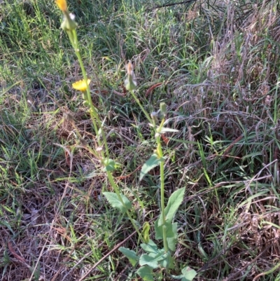 Sonchus oleraceus (Annual Sowthistle) at Flea Bog Flat to Emu Creek Corridor - 5 Dec 2023 by JohnGiacon