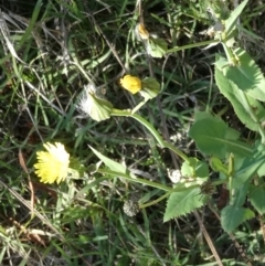 Sonchus oleraceus at Flea Bog Flat to Emu Creek Corridor - 6 Dec 2023 08:22 AM