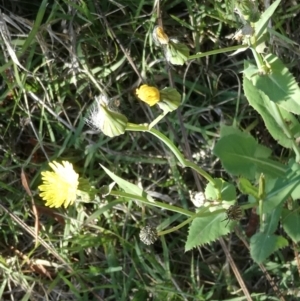 Sonchus oleraceus at Flea Bog Flat to Emu Creek Corridor - 6 Dec 2023 08:22 AM