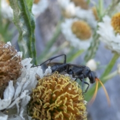 Fabriogenia sp. (genus) (Spider wasp) at Belconnen, ACT - 5 Dec 2023 by JohnGiacon