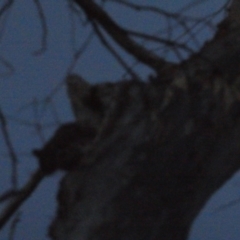 Petaurus notatus (Krefft’s Glider, formerly Sugar Glider) at Gossan Hill - 5 Dec 2023 by JohnGiacon