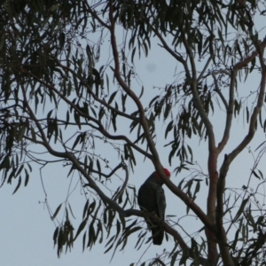 Callocephalon fimbriatum at Bruce Ridge to Gossan Hill - 5 Dec 2023