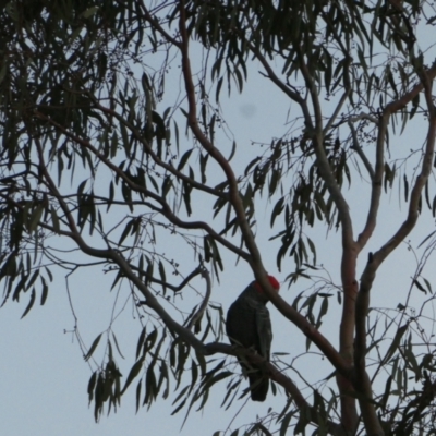 Callocephalon fimbriatum (Gang-gang Cockatoo) at Gossan Hill - 5 Dec 2023 by JohnGiacon