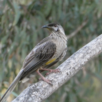 Anthochaera carunculata (Red Wattlebird) at Bruce Ridge to Gossan Hill - 5 Dec 2023 by JohnGiacon