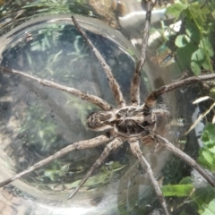 Tasmanicosa sp. (genus) (Unidentified Tasmanicosa wolf spider) at Belconnen, ACT - 4 Dec 2023 by JohnGiacon