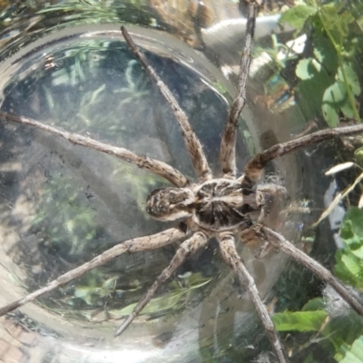 Tasmanicosa sp. (genus) (Unidentified Tasmanicosa wolf spider) at Emu Creek - 4 Dec 2023 by JohnGiacon