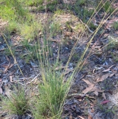 Poa sieberiana (Poa Tussock) at Belconnen, ACT - 4 Dec 2023 by JohnGiacon