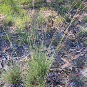 Poa sieberiana at Flea Bog Flat to Emu Creek Corridor - 5 Dec 2023 10:42 AM