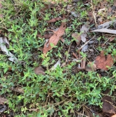 Einadia nutans subsp. nutans (Climbing Saltbush) at Page, ACT - 5 Dec 2023 by JohnGiacon