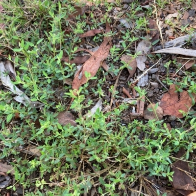 Einadia nutans subsp. nutans (Climbing Saltbush) at Page, ACT - 5 Dec 2023 by JohnGiacon