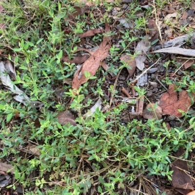 Einadia nutans subsp. nutans (Climbing Saltbush) at Page, ACT - 4 Dec 2023 by JohnGiacon