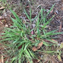 Paspalum dilatatum (Paspalum) at Page, ACT - 5 Dec 2023 by JohnGiacon