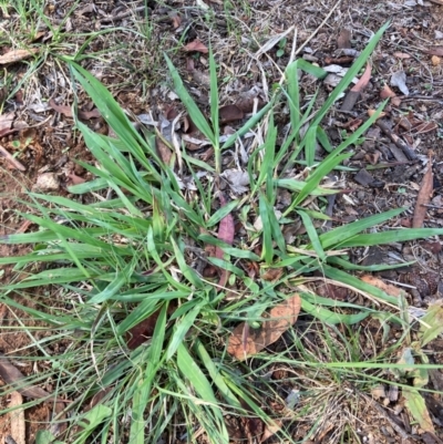 Paspalum dilatatum (Paspalum) at Page, ACT - 4 Dec 2023 by JohnGiacon