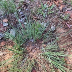 Eragrostis curvula (African Lovegrass) at Page, ACT - 5 Dec 2023 by JohnGiacon