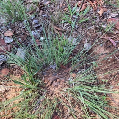 Eragrostis curvula (African Lovegrass) at Page, ACT - 4 Dec 2023 by JohnGiacon