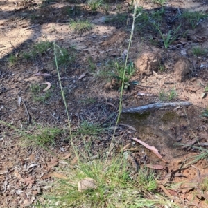 Austrostipa bigeniculata at Page, ACT - 5 Dec 2023