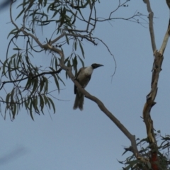Philemon corniculatus (Noisy Friarbird) at Bruce, ACT - 5 Dec 2023 by JohnGiacon