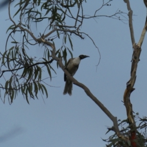 Philemon corniculatus at Gossan Hill - 5 Dec 2023