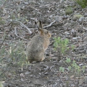 Oryctolagus cuniculus at Point 309 - 5 Dec 2023