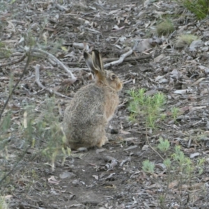 Oryctolagus cuniculus at Undefined Area - 5 Dec 2023 06:27 PM