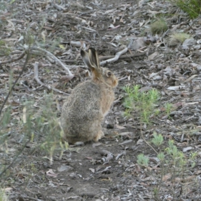 Oryctolagus cuniculus (European Rabbit) at Bruce, ACT - 5 Dec 2023 by JohnGiacon