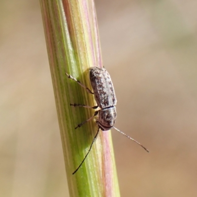 Euciodes suturalis (Fungus weevil) at Belconnen, ACT - 10 Nov 2023 by CathB