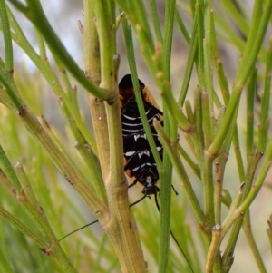 Ellipsidion australe at Mount Painter - 21 Nov 2023